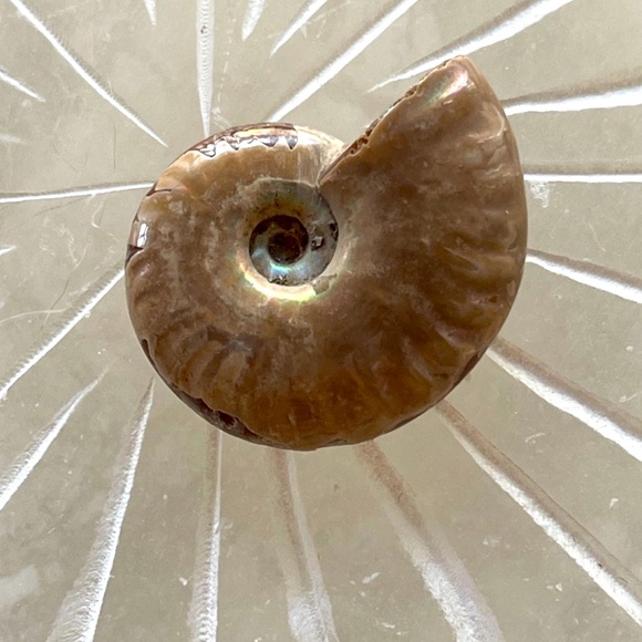 Polished Ammonite Fossil - Picture 2 of 3